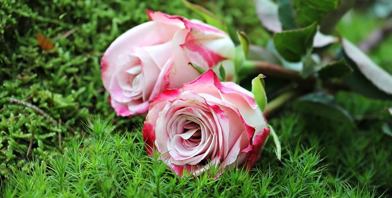 Floral Arrangements